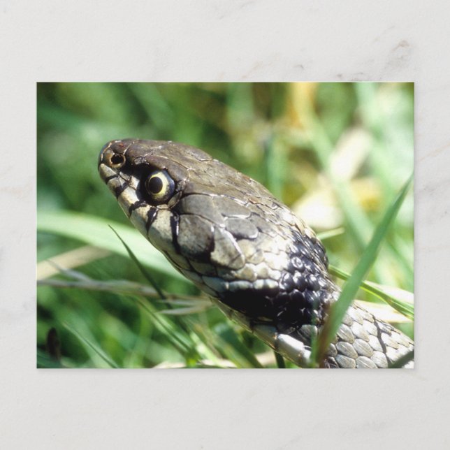 Grass snake postcard (Front)