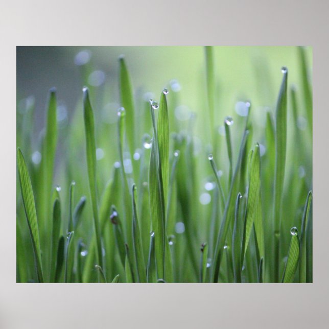 Grass With Dew Droplets Poster (Front)