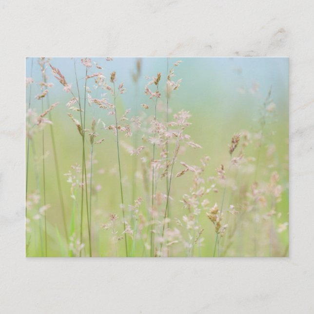 Grasses in motion postcard (Front)