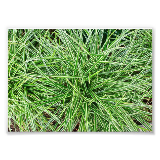 Grasses Photo Print (Front)
