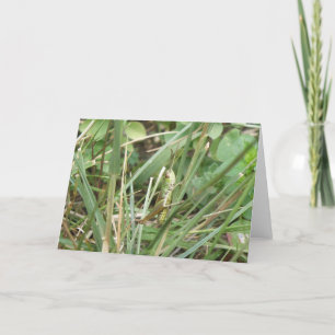 Grasshopper Camouflage Greeting Card