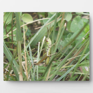 Grasshopper Camouflage Plaque