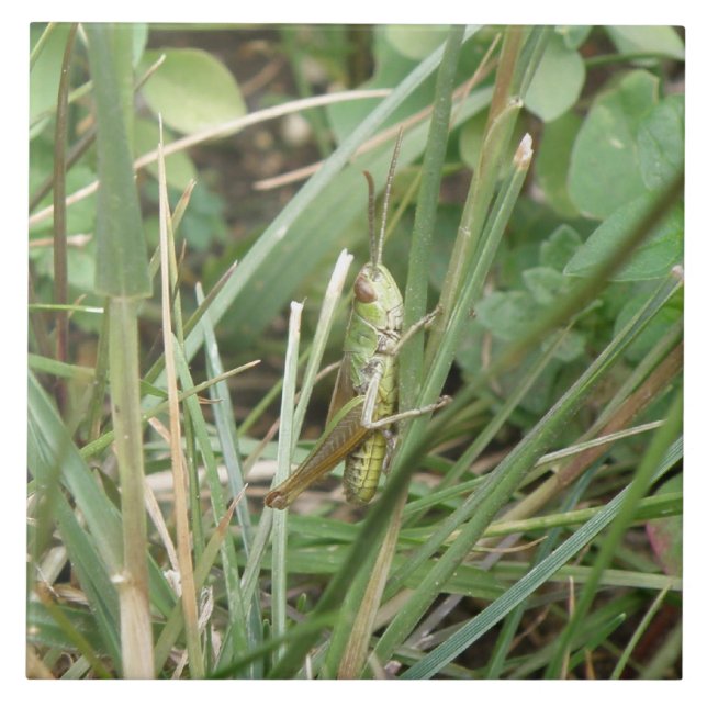 Grasshopper Camouflage Tile (Front)