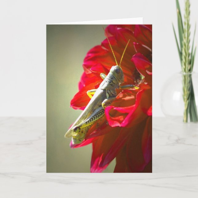 Grasshopper Card (Front)