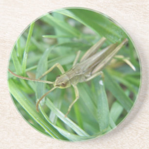 Grasshopper Coasters