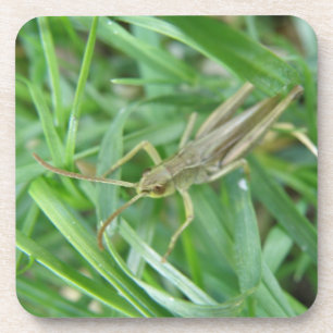 Grasshopper Cork Coaster