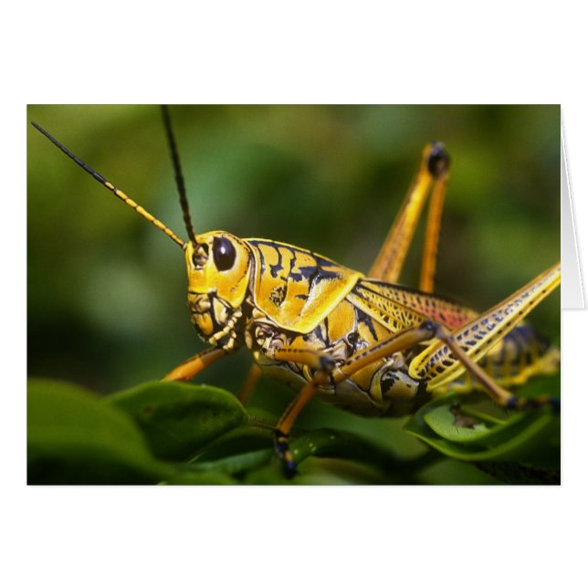 Grasshopper, Everglades National Park, Florida, (Front Horizontal)