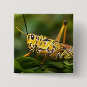 Grasshopper, Everglades National Park, Florida, 15 Cm Square Badge