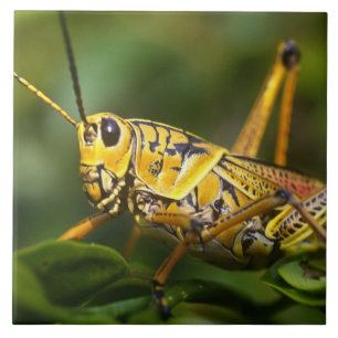 Grasshopper, Everglades National Park, Florida, Ceramic Tile