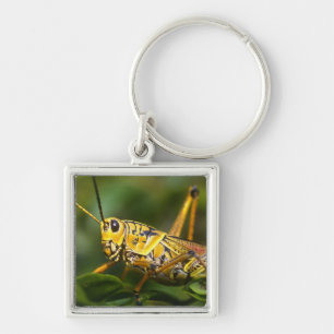 Grasshopper, Everglades National Park, Florida, Key Ring