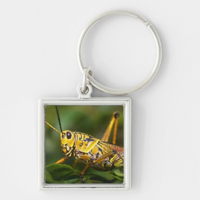Grasshopper, Everglades National Park, Florida, Key Ring (Front)