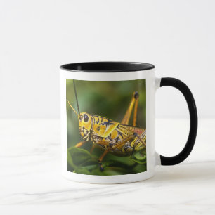 Grasshopper, Everglades National Park, Florida, Mug