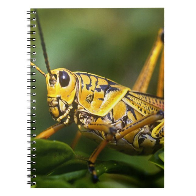 Grasshopper, Everglades National Park, Florida, Notebook (Front)