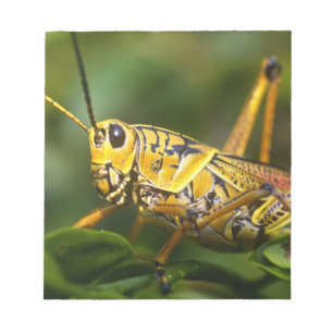 Grasshopper, Everglades National Park, Florida, Notepad
