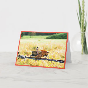 Grasshopper Greeting Card