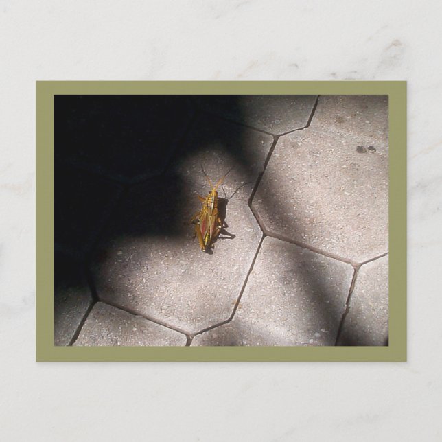 Grasshopper in the Spotlight Postcard (Front)