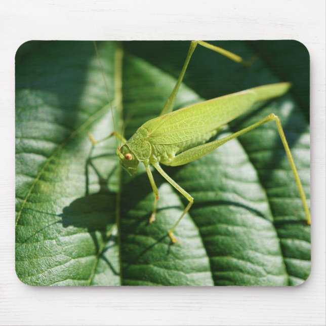 grasshopper, insect, beetle, insect mouse pad (Front)