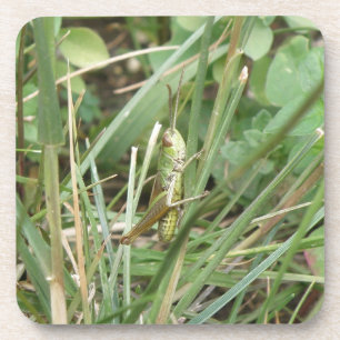 Grasshopper Macro Cork Coaster