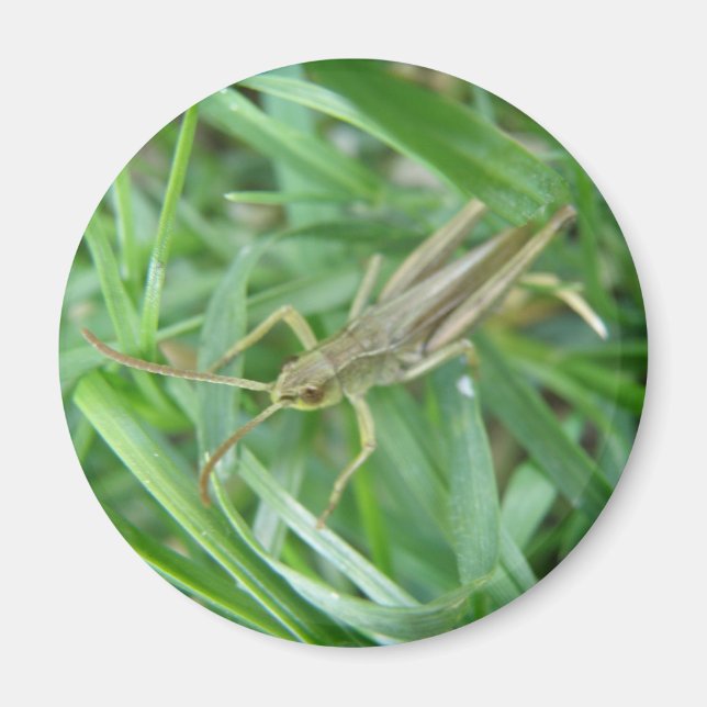 Grasshopper Magnet (Front)