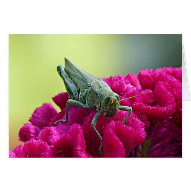 Grasshopper on Cockscomb (Front Horizontal)