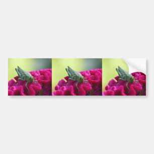 Grasshopper on Cockscomb Bumper Sticker