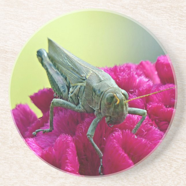 Grasshopper on Cockscomb Coaster (Front)