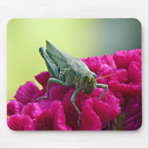 Grasshopper on Cockscomb Mouse Pad