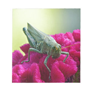 Grasshopper on Cockscomb Notepad