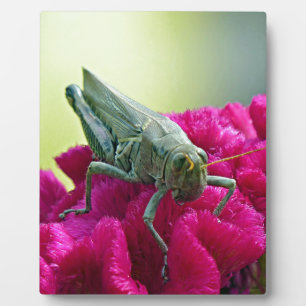 Grasshopper on Cockscomb Plaque