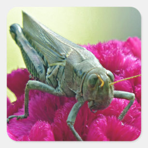 Grasshopper on Cockscomb Square Sticker