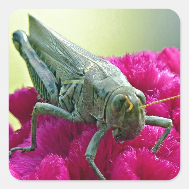 Grasshopper on Cockscomb Square Sticker (Front)