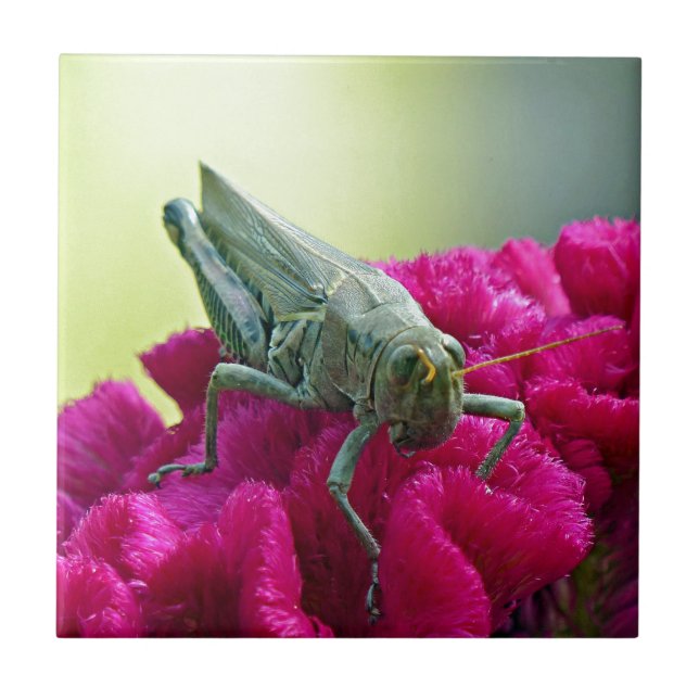 Grasshopper on Cockscomb Tile (Front)