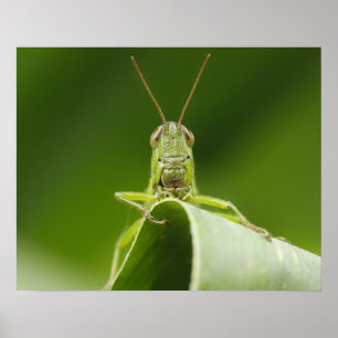 Grasshopper on Leaf Close-up Poster