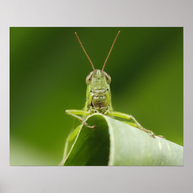 Grasshopper on Leaf Close-up Poster (Front)