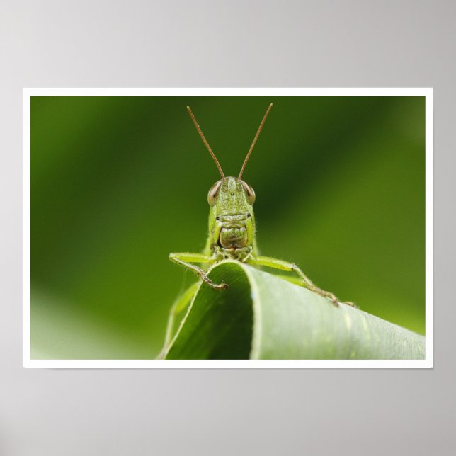 Grasshopper on Leaf Close-up Poster (Front)