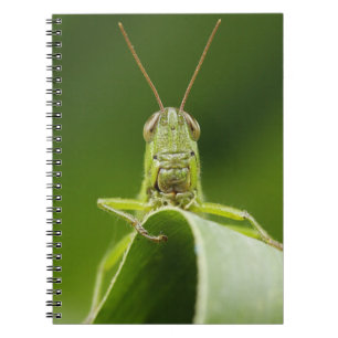 Grasshopper on Leaf, Grasshopper Face Close-up Notebook