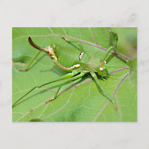 Grasshopper on leaf seen from above postcard