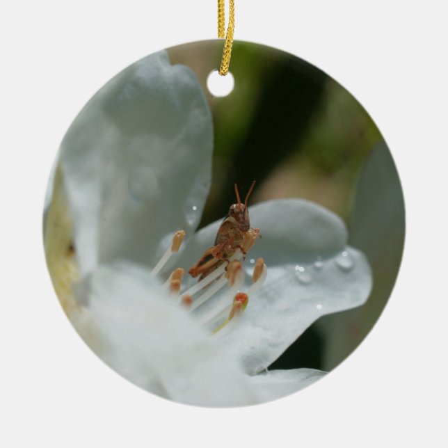 Grasshopper On White Azalea Flower Ornament (Front)