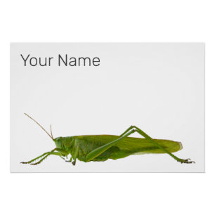 Grasshopper or Hayhorse Retro Insect Animal Gift Poster