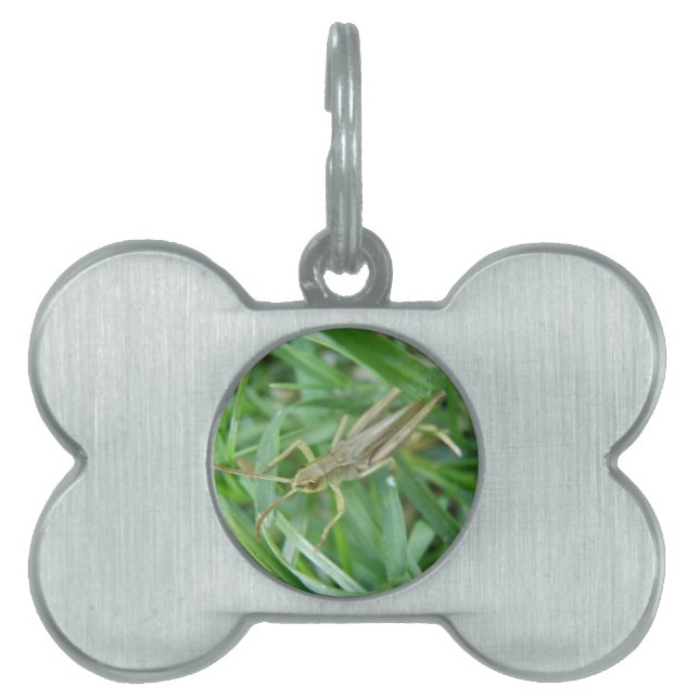 Grasshopper Pet Tag (Front)