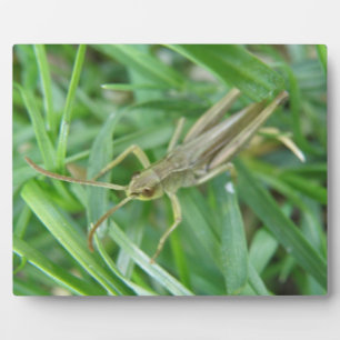Grasshopper Plaque