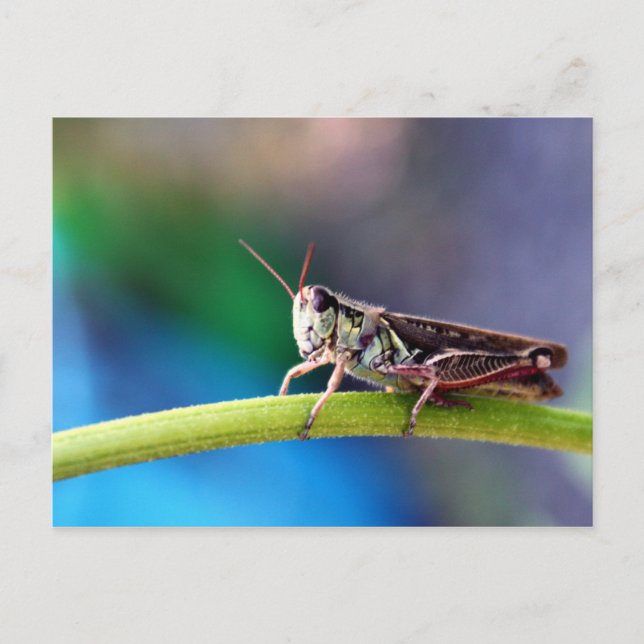 Grasshopper Postcard (Front)