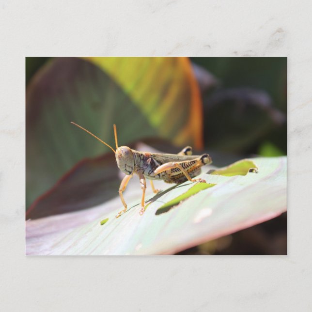 Grasshopper Postcard (Front)