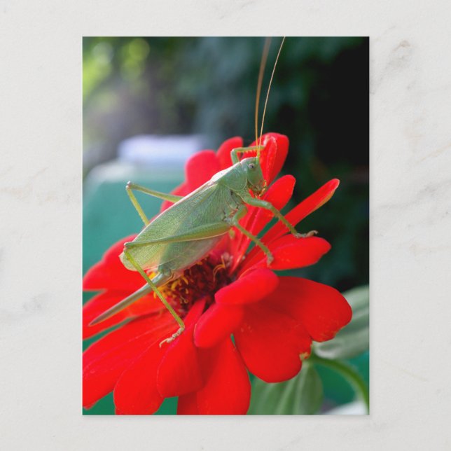 Grasshopper Postcard (Front)