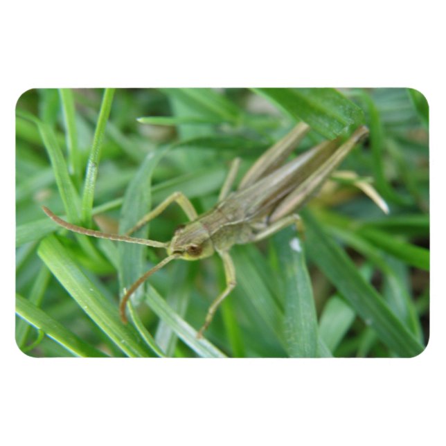 Grasshopper Premium Magnet (Horizontal)