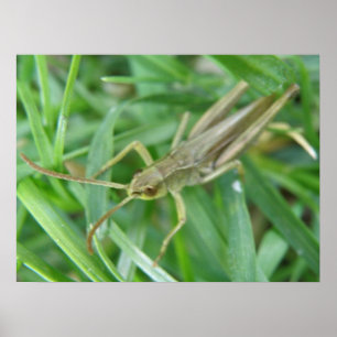 Grasshopper Print
