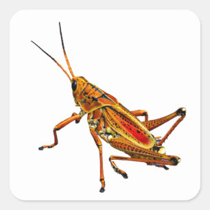 Grasshopper Square Sticker