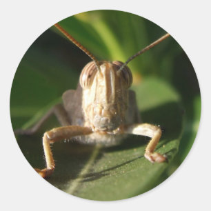 Grasshopper Stickers