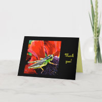 Grasshopper Thank You