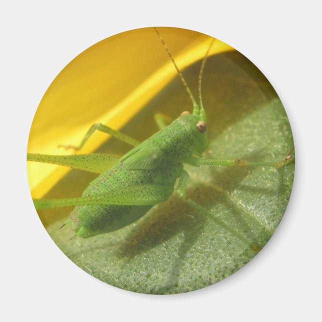 grasshoppers magnet (Front)